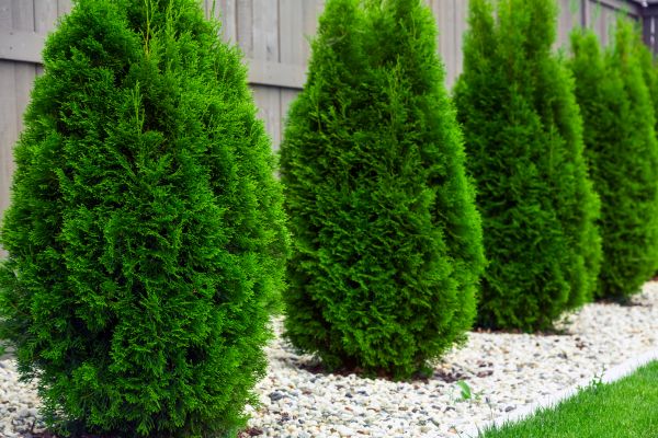 Arborvitae Planting in Alpharetta