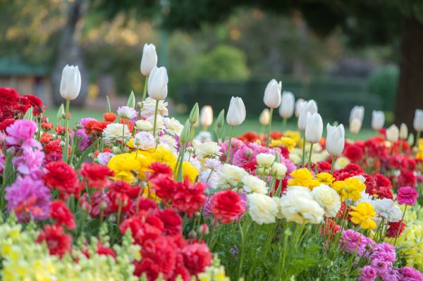 Gardening Service in Alpharetta