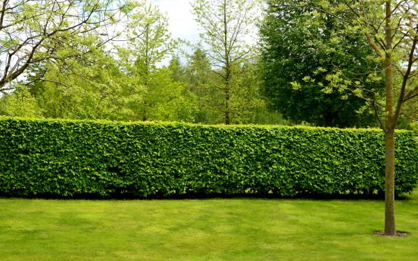 Hedge Planting in Alpharetta