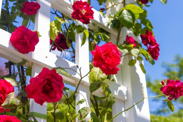 Home Gardening Service in Alpharetta