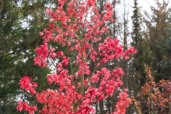 Japanese Maple Planting in Alpharetta
