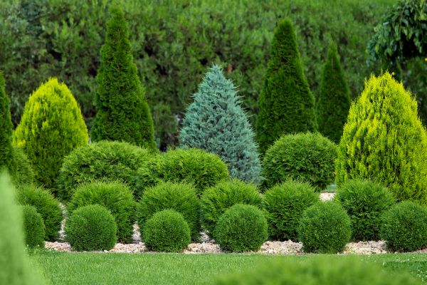 Shrub Replacement in Alpharetta
