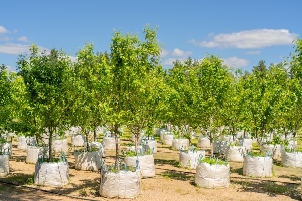 Tree Planting Service in Alpharetta