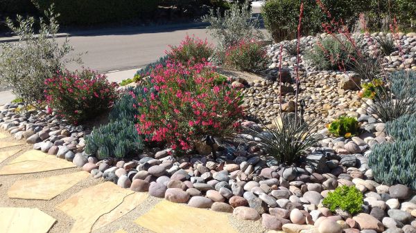 Xeriscape Landscaping in Alpharetta