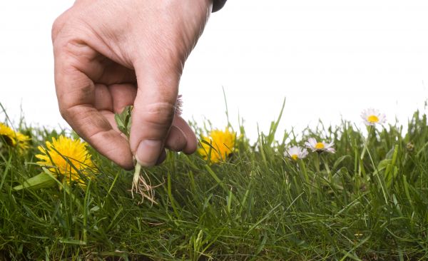 Lawn Weeding in Alpharetta