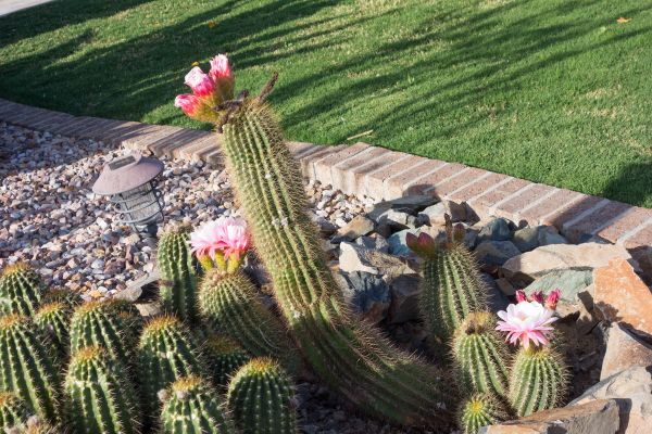 Desert Landscaping in Alpharetta