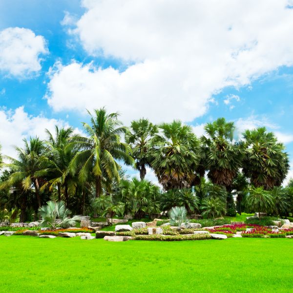 Tropical Landscaping in Alpharetta