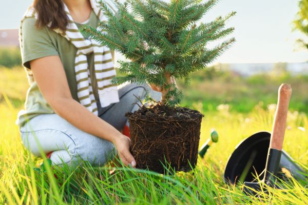 Spruce Tree Planting in Alpharetta