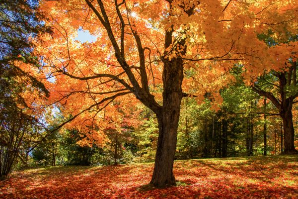 Maple Tree Planting in Alpharetta