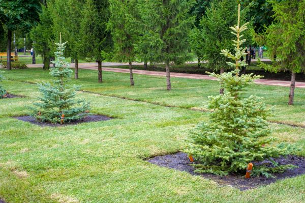 Privacy Trees Planting in Alpharetta