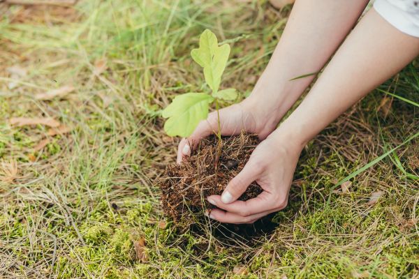 Oak Tree Planting in Alpharetta