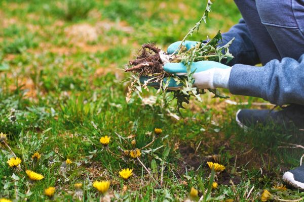 Flower Bed Clearing in Alpharetta