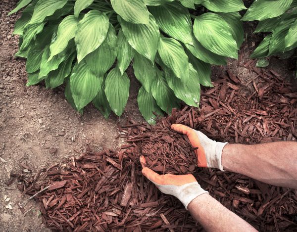 Bark Spreading in Alpharetta