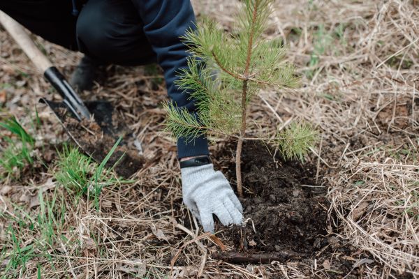 Pine Tree Planting in Alpharetta
