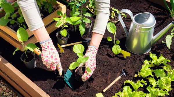 Garden Bed Installation in Alpharetta