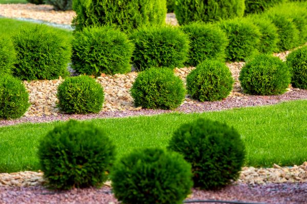 Bush Replacement in Alpharetta