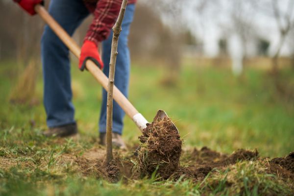 Trees Planting in Alpharetta