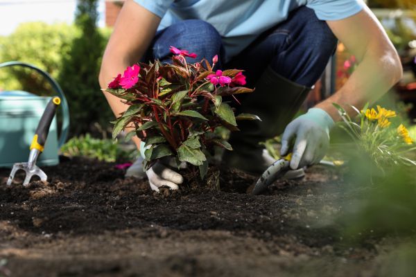 Plant Replacement in Alpharetta