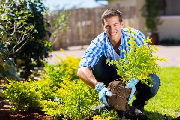 Shrub Landscaping in Alpharetta
