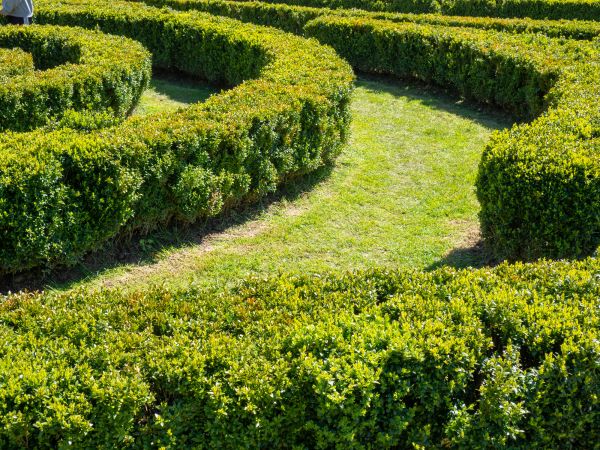 Bush Landscaping in Alpharetta