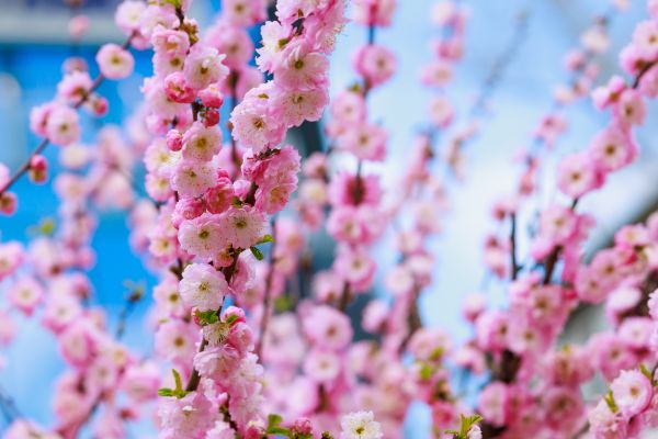 Japanese Cherry Tree Planting in Alpharetta
