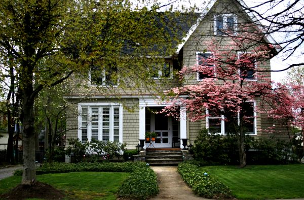 Ornamental Tree Planting in Alpharetta