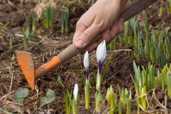 Flower Garden Weeding in Alpharetta