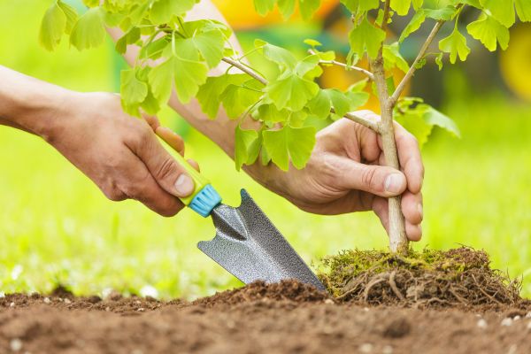 Fruit Tree Planting in Alpharetta