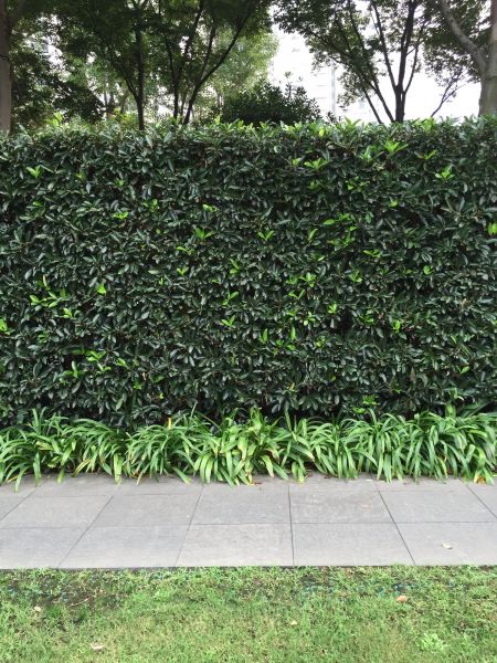 Privacy Shrub Planting in Alpharetta