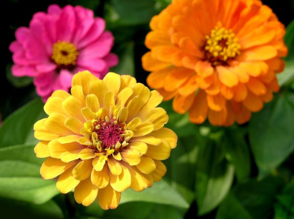 Zinnia Planting in Alpharetta