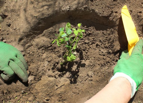 Rose Bush Planting in Alpharetta