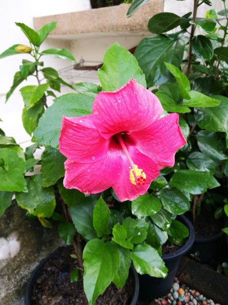 Hibiscus Planting in Alpharetta