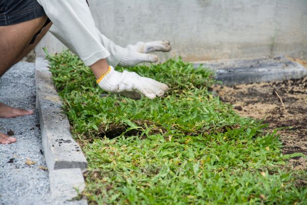 Ground Cover Planting in Alpharetta