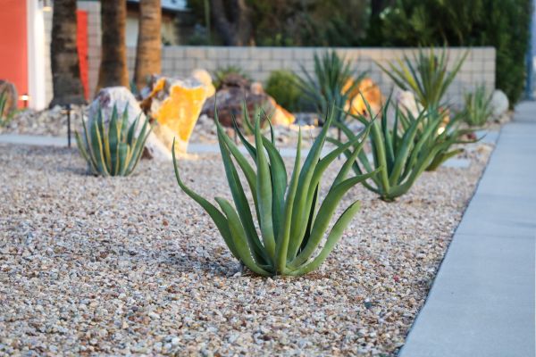 Drought Resistant Landscaping in Alpharetta