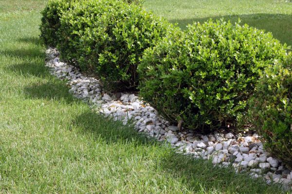 Boxwood Planting in Alpharetta